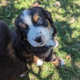 Bernese Mountain Dog Puppies from Berners of New Mexico
