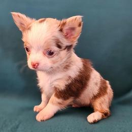 AKC Champion Sired Eric - Chocolate and white male Chihuahua puppy in Newport, Maine from Pinewood Acres Chihuahuas