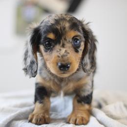 Mira - Dapple female Dachshund puppy in Alto, Texas from Prima Dachshunds