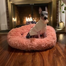 American Hairless Terrier Puppies from Hearts Companions