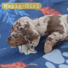 Maple - Dapple female Dachshund puppy in Maynardville, Tennessee from Grecian Kennel