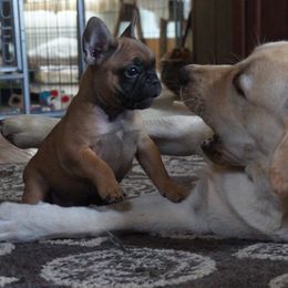French Bulldog and Labrador Retriever Puppies from Rare Pearl Labradors and Belle Rouge Frenchies