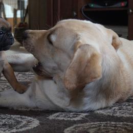 French Bulldog and Labrador Retriever Puppies from Rare Pearl Labradors and Belle Rouge Frenchies
