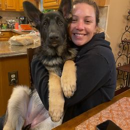 German Shepherd Puppies from Kaleef German Shepherds