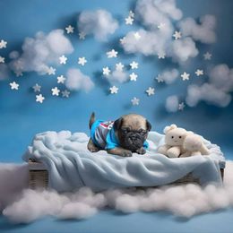 Pug Puppies from Precious Paws