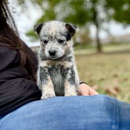 AKC Girl 3 - Blue speckled female Australian Cattle Dog puppy in Mc Comb, Mississippi from McCall's Mississippi AKC Blue Heelers Australian Cattle Dogs