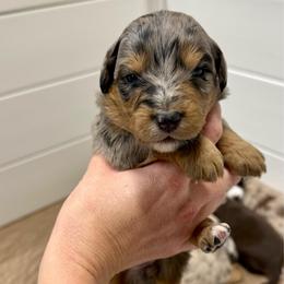 Bink - Blue merle female Aussiedoodle puppy in Heber City, Utah from Junipersdoodles