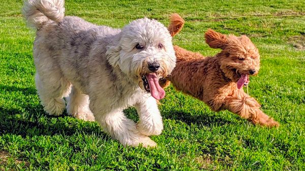 Find Whoodle puppies for sale