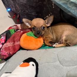 Javie - Black sabled fawn male Chihuahua puppy in Pounding  Mill, Virginia from Rosa's Chihuahuas