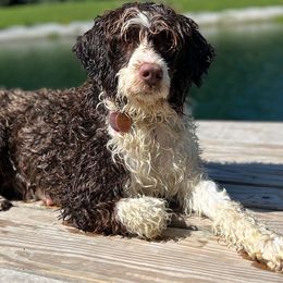 Blanch - Portuguese Water Dog