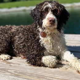 Blanch - Portuguese Water Dog