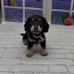 Black and Cream Longhair Female (smaller) - Black and cream female Dachshund puppy in Killeen, Texas from Southern Dachshunds
