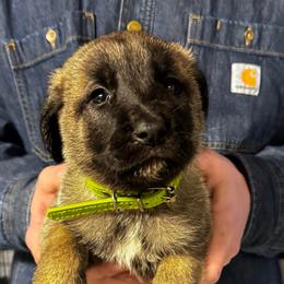 H.D Green Boy - Fawn male Anatolian Shepherd Dog puppy in Frenchtown, Montana from Apex Anatolians