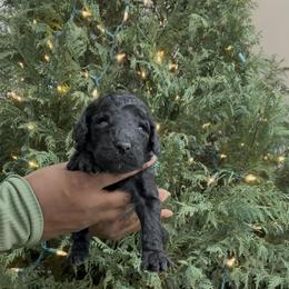 Princess Daisy. - Black female Poodle puppy in Houston, Texas from The Standards
