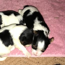 Biewer Terrier, German Shepherd, and Yorkshire Terrier Puppies from Mark Carfagno's Pups