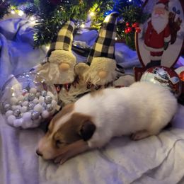 Green - White male Collie puppy in Newberry, South Carolina from Country Haven Collies