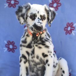 Orange - White and black female Dalmatian puppy in Cottage Grove, Oregon from Hidden Hills Dalmatians