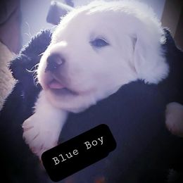 Male 7 Males Available - White male Great Pyrenees puppy in Yucaipa, California from Rusty Horse Ranch Great Pyrenees