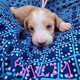 Sneezy - Apricot female Schnoodle puppy in Perry, Arkansas from Central AR Schnoodles