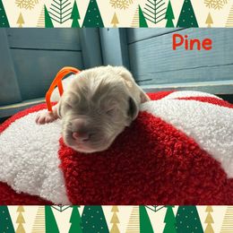 Pine - Beige female Newfoundland puppy in Conroe, Texas from SugarPaws Newfoundlands