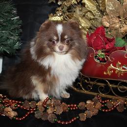 Crush - Pomeranian