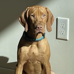 Hex - Vizsla
