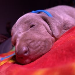 Weimaraner Puppies from North Georgia Weims