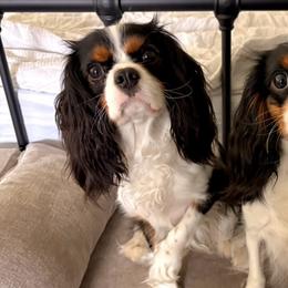 Cavalier King Charles Spaniels from True Heart Cavaliers llc