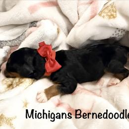 Red girl - Tri-color female Bernedoodle puppy in Temperance, Michigan from Michigans Bernedoodle’s