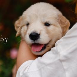 Daisy ( Girl Reservation 4) - Light golden female Golden Retriever puppy in Murfreesboro, Tennessee from ATW Retrievers