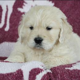 Frankie - Light golden male Golden Retriever puppy in Saint Joe, Indiana from Golden Acres Farm