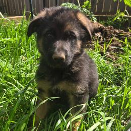 Spoke - Black and red male German Shepherd puppy in Veneta, Oregon from H German Shepherds