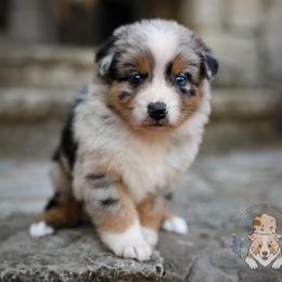 Étouffée - Blue merle female Australian Shepherd puppy in Buena Vista, Colorado from Wigglebutts Unlimited