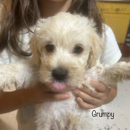 Grumpy - White male Schnoodle puppy in Sedalia, Missouri from Farmer Brown's Puppies