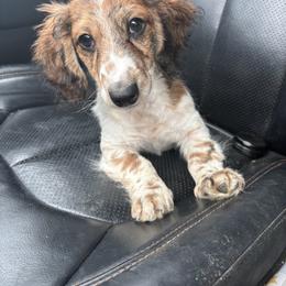 Dachshund Puppies from Dandelion Doxies