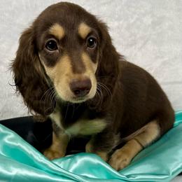 Reba - Chocolate and cream female Dachshund puppy in Mesquite, Texas from AB Dachshund