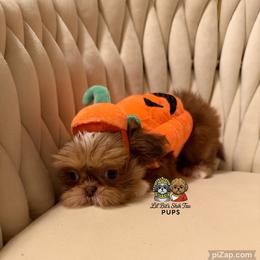 Daphne - Liver and white female Shih Tzu puppy in Walkertown, North Carolina from Lil’ Bit’s Shih Tzu