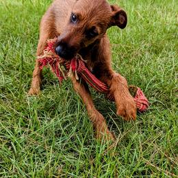 Irish Terriers from Detmore Kennels