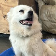 Luna - American Eskimo Dog