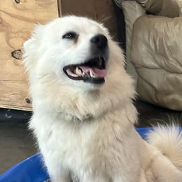 Luna - American Eskimo Dog