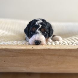 Bernedoodle, Goldendoodle, and Poodle Puppies from Central Valley Canine Companions