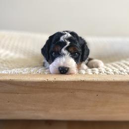 Bernedoodle, Goldendoodle, and Poodle Puppies from Central Valley Canine Companions