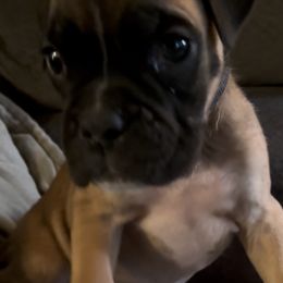 (David)Fawn boy 4 long med stripe - Fawn male Boxer puppy in Graham, Washington from Precious Paws Boxer puppies in WA