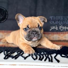Three's Company, Jack Ripper - Blue fawn male French Bulldog puppy in Salem, Oregon from Toy House Frenchies