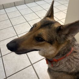 Rula - Sable female German Shepherd puppy in Centralia, Illinois from Janices AKC German Sheperds LLC