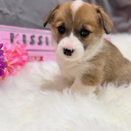 Rose - Sable female Pembroke Welsh Corgi puppy in El Dorado Springs, Missouri from Trixie Dixie