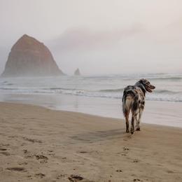 Australian Shepherd All Grown Up from Wexford Creek Aussies