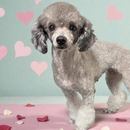Mazy - Poodle