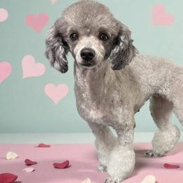 Mazy - Poodle