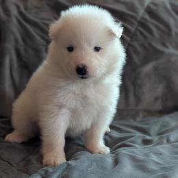 AKC Girl 'Brie' - White female Samoyed puppy in Tombstone, Arizona from High Lonesome